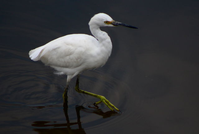 Snowy Egret