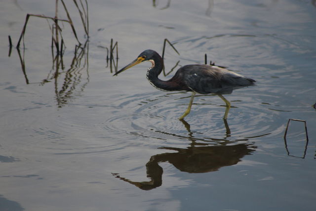 Tricolored Heron