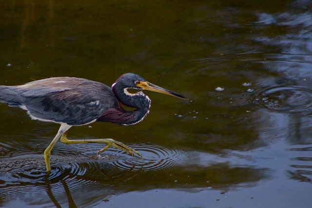 Tricolored Heron