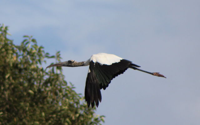 Wood Stork