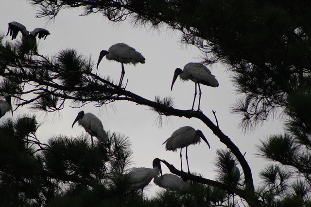 Wood Stork