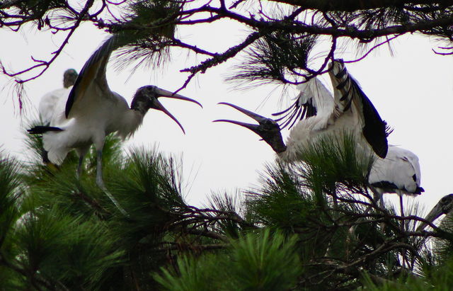 Wood Stork