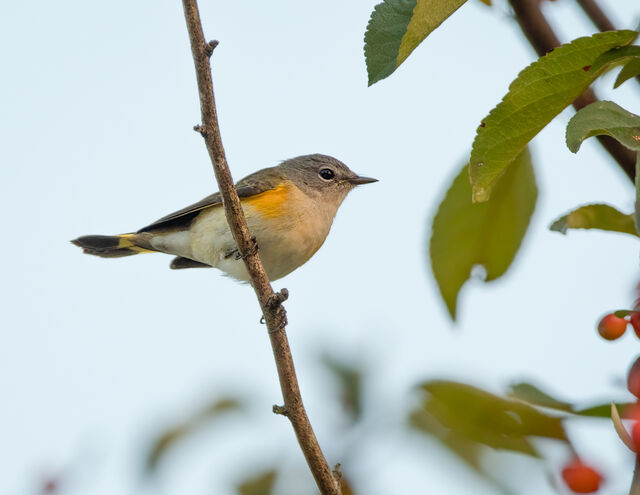 American Redstart