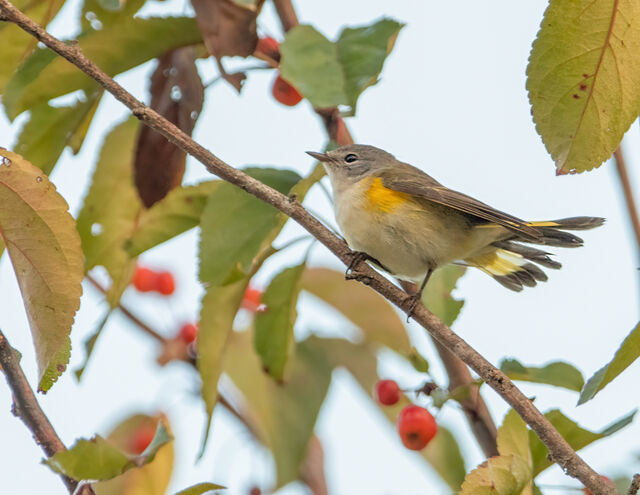 American Redstart