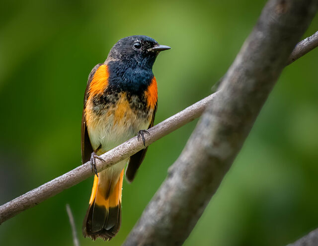 American Redstart