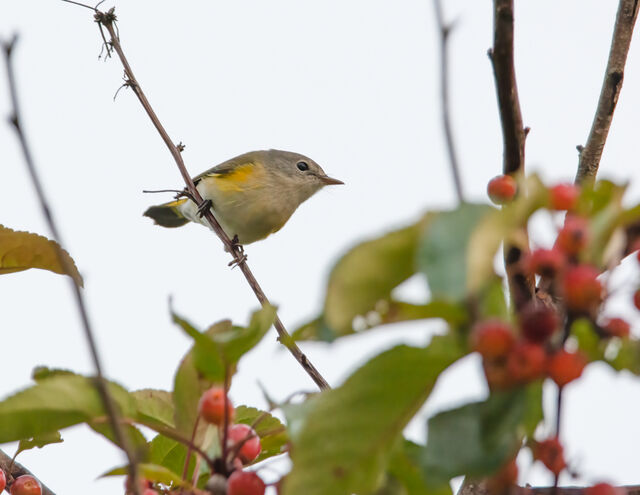 American Redstart