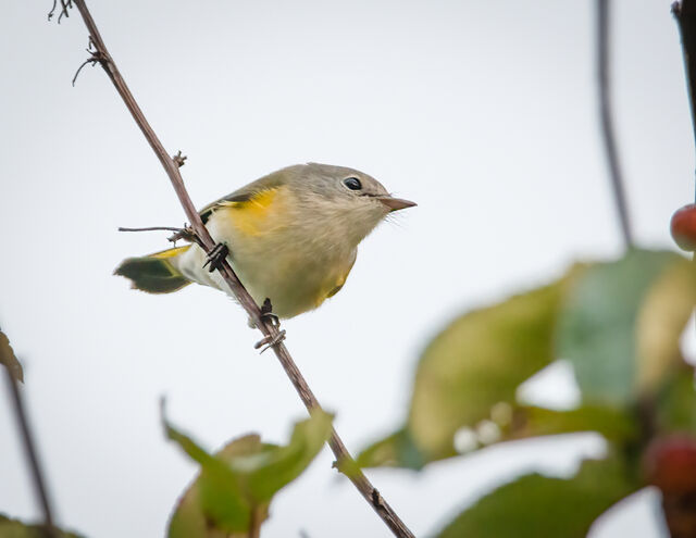 American Redstart