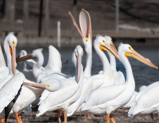 American White Pelican