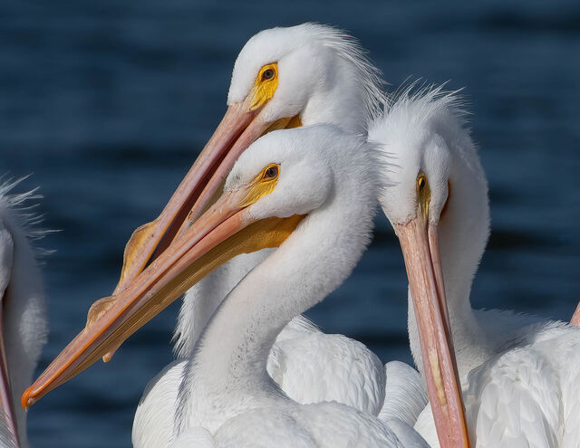 American White Pelican