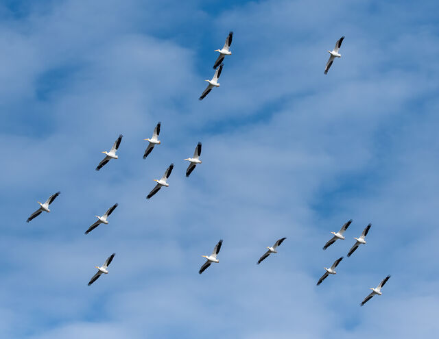 American White Pelican