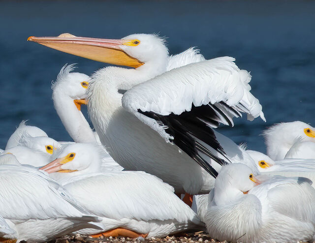 American White Pelican