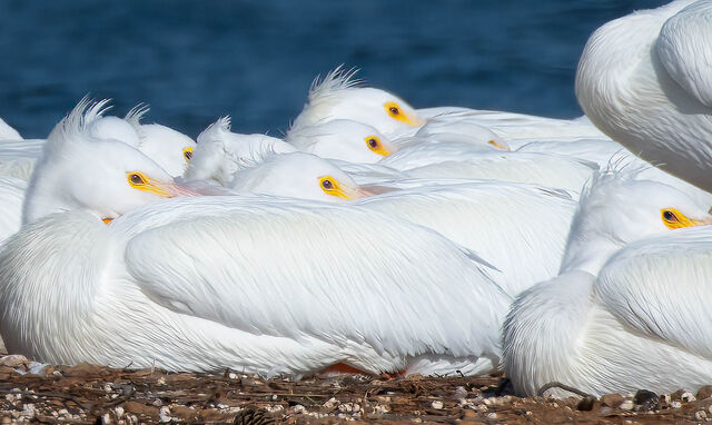 American White Pelican