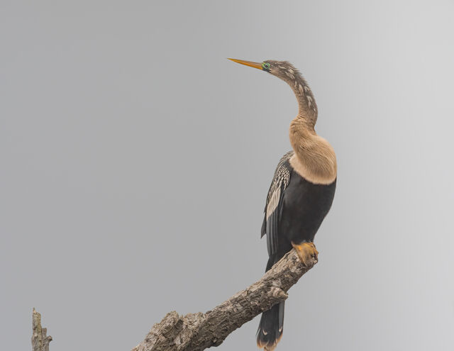 Anhinga
