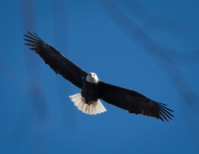 Bald Eagle