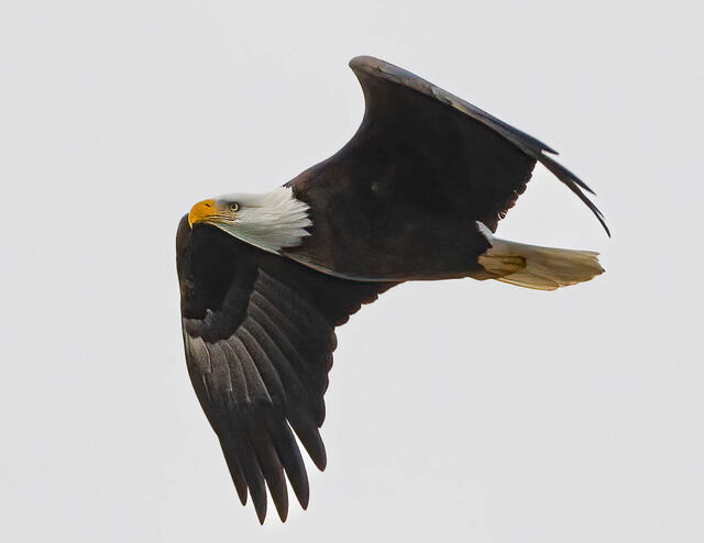 Bald Eagle