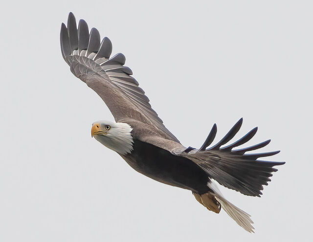 Bald Eagle