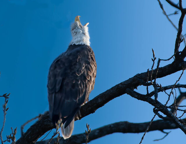 Bald Eagle