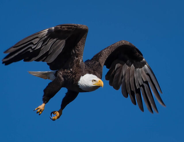 Bald Eagle