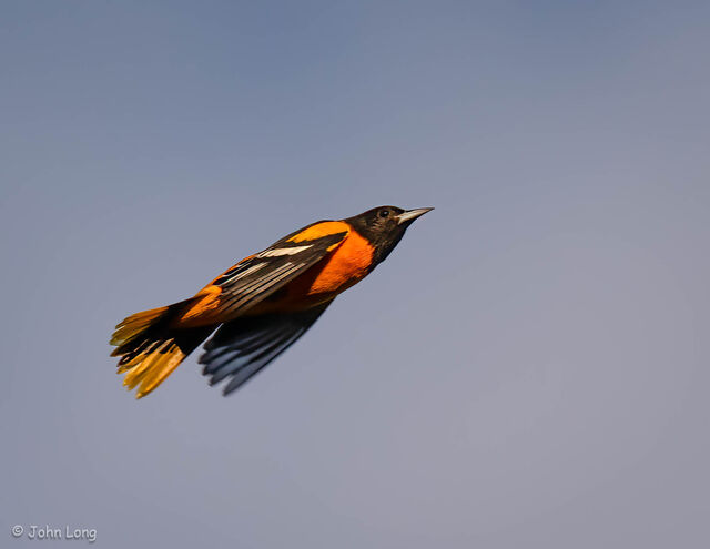 Baltimore Oriole