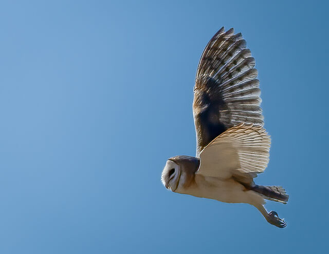 American Barn Owl