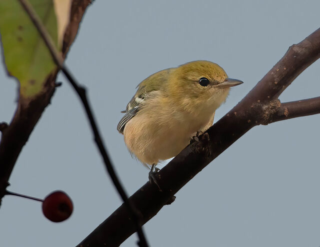 Bay-breasted Warbler