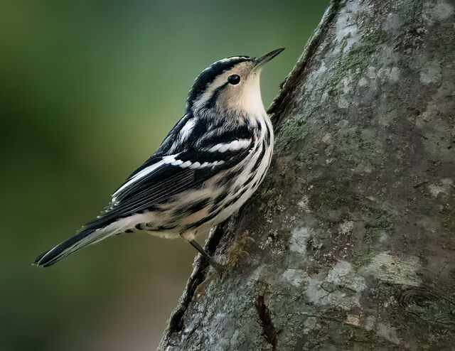 Black-and-white Warbler