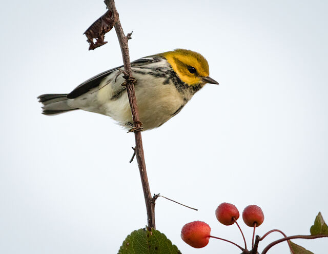 Black-throated Green Warbler
