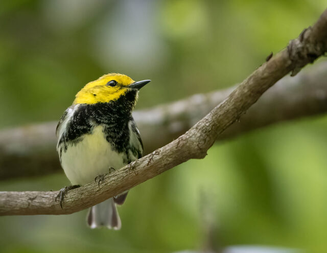 Black-throated Green Warbler