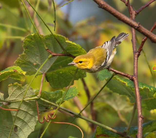 Black-throated Green Warbler