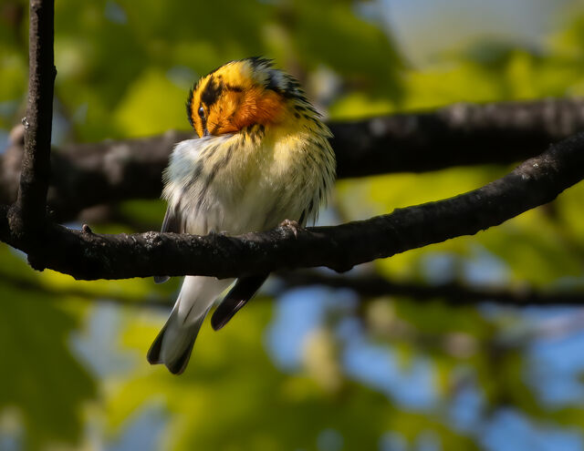 Blackburnian Warbler