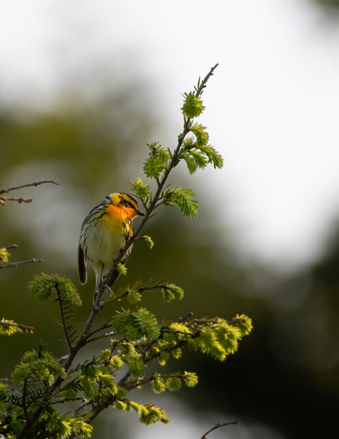 Blackburnian Warbler
