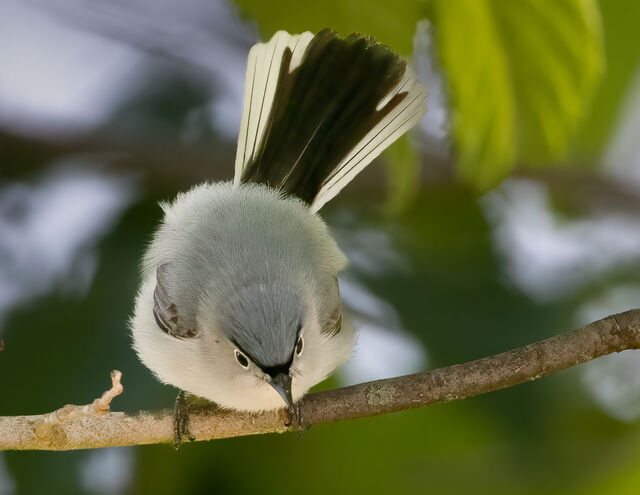 Blue-gray Gnatcatcher