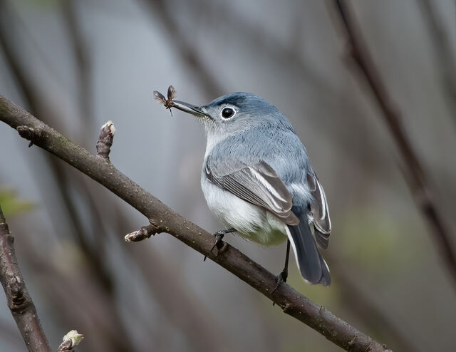 Blue-gray Gnatcatcher