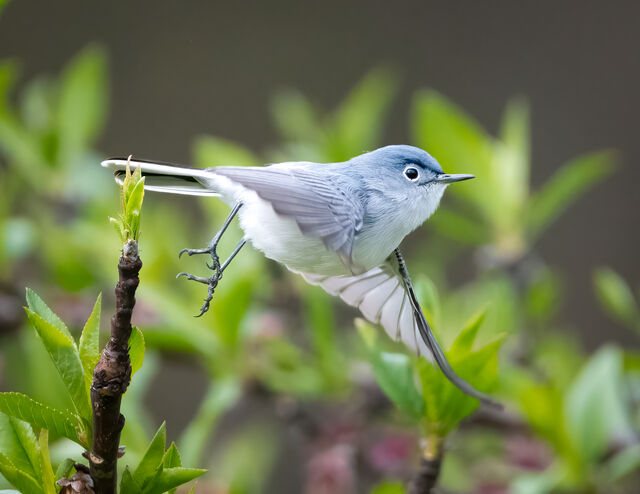 Blue-gray Gnatcatcher