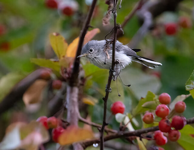 Blue-gray Gnatcatcher