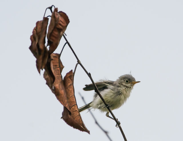 Blue-gray Gnatcatcher