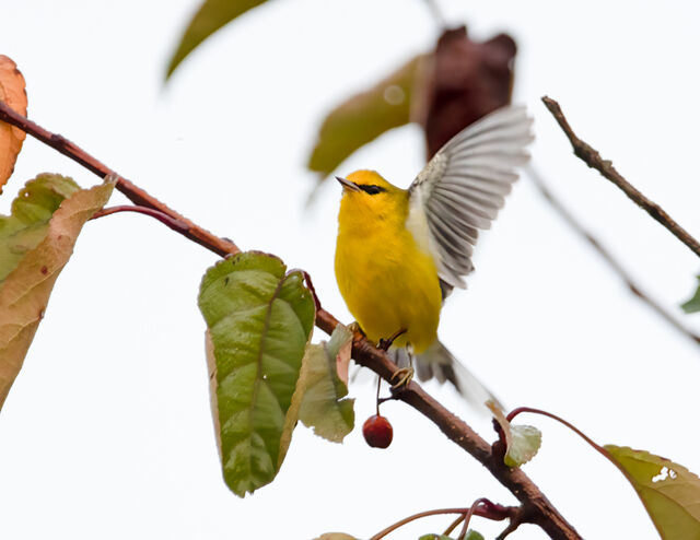 Blue-winged Warbler