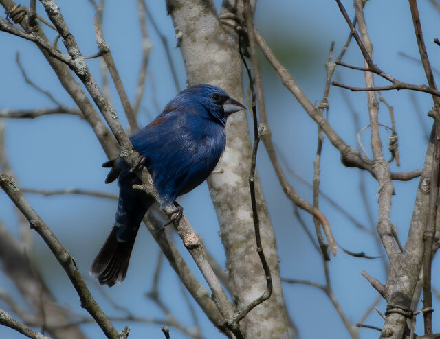 Blue Grosbeak