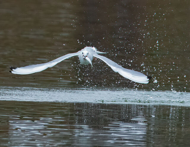 Bonaparte's Gull