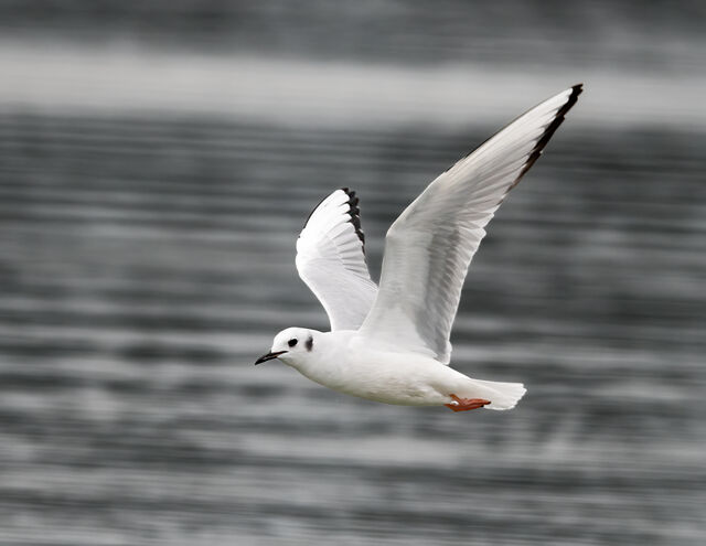 Bonaparte's Gull