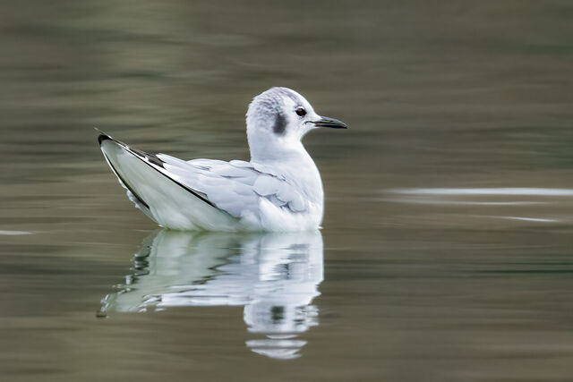 Bonaparte's Gull