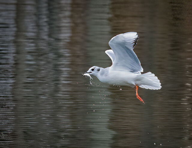 Bonaparte's Gull