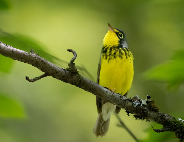 Canada Warbler