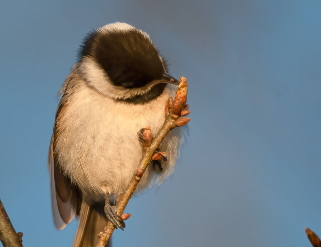 Carolina Chickadee