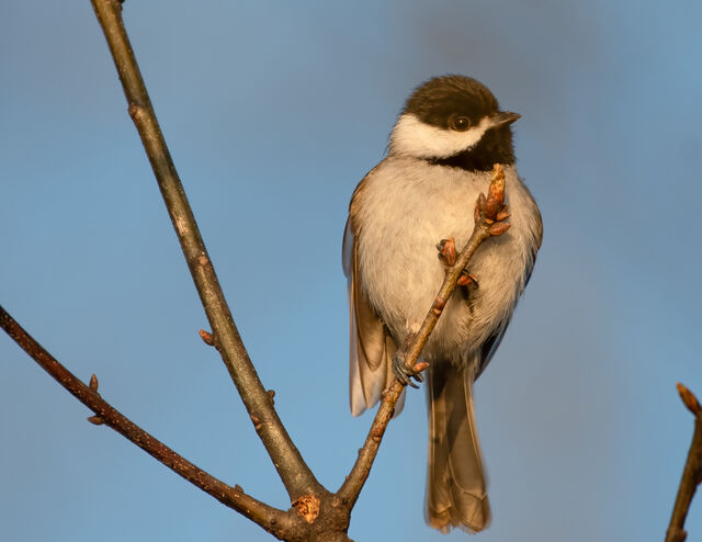 Carolina Chickadee