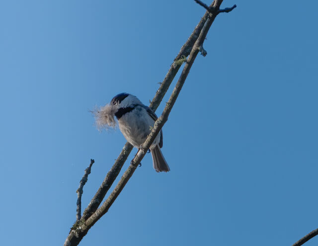 Carolina Chickadee