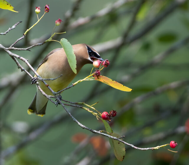 Cedar Waxwing