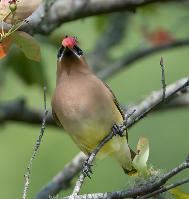 Cedar Waxwing