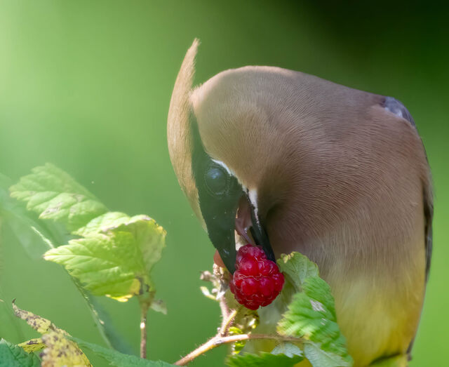 Cedar Waxwing
