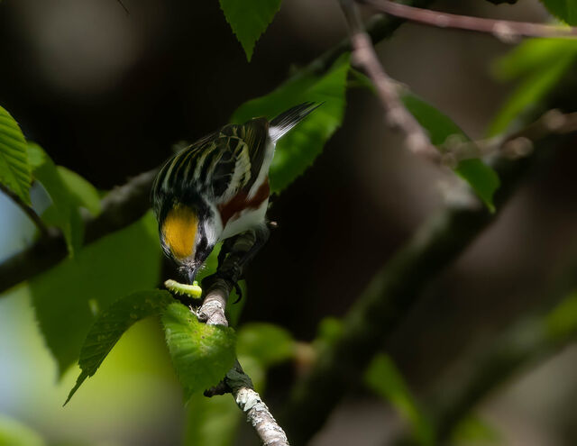 Chestnut-sided Warbler